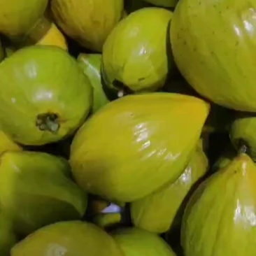 蛋黄果
