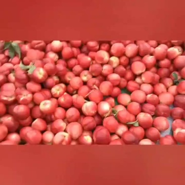 中油16个大，果面干净，硬度好，物美价廉哦！