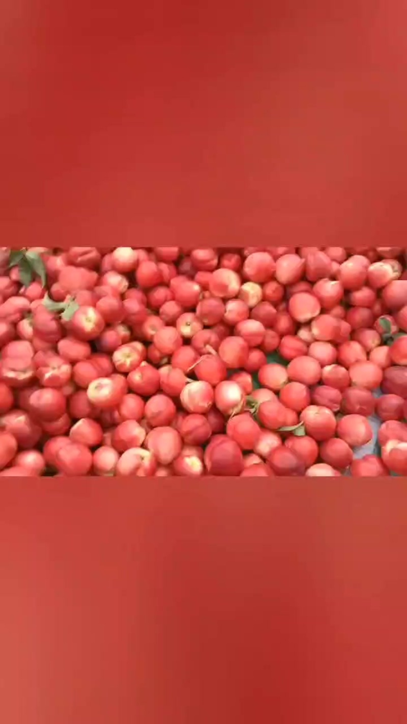 中油16个大，果面干净，硬度好，物美价廉哦！