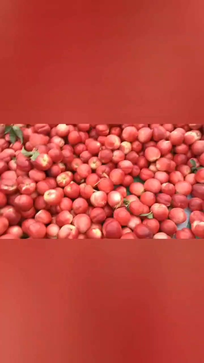 中油16个大，果面干净，硬度好，物美价廉哦！