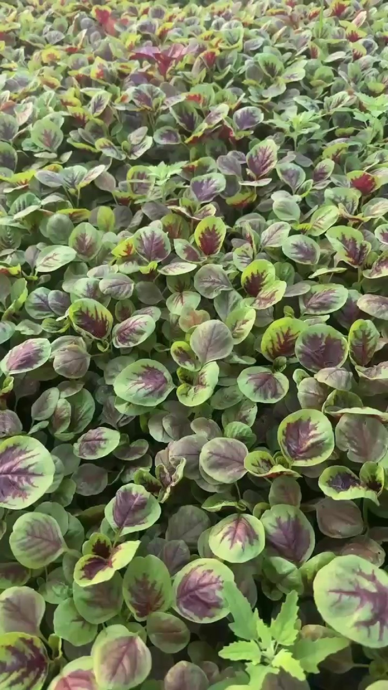 精品苋菜头