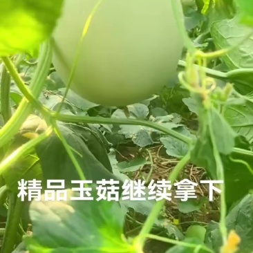 青州产地精品玉菇