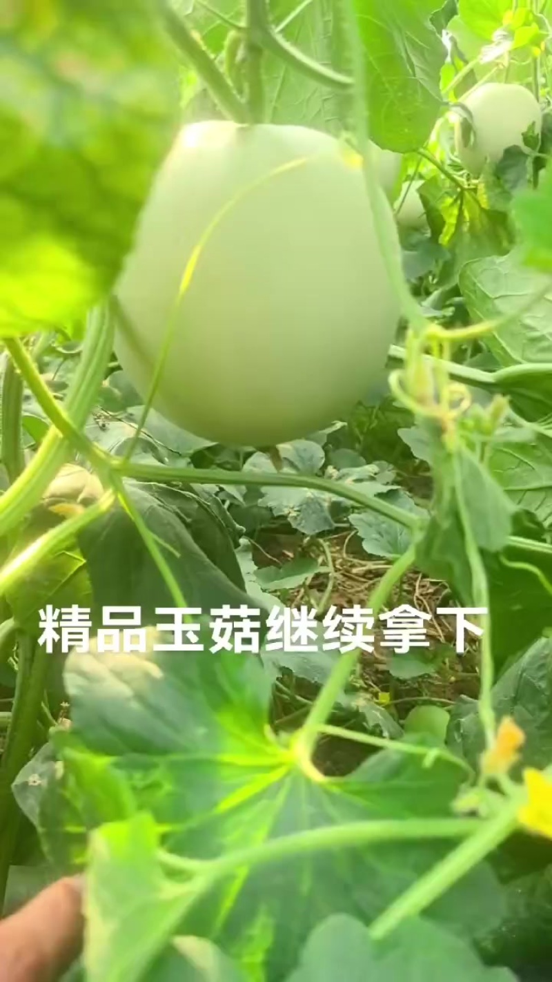 青州产地精品玉菇
