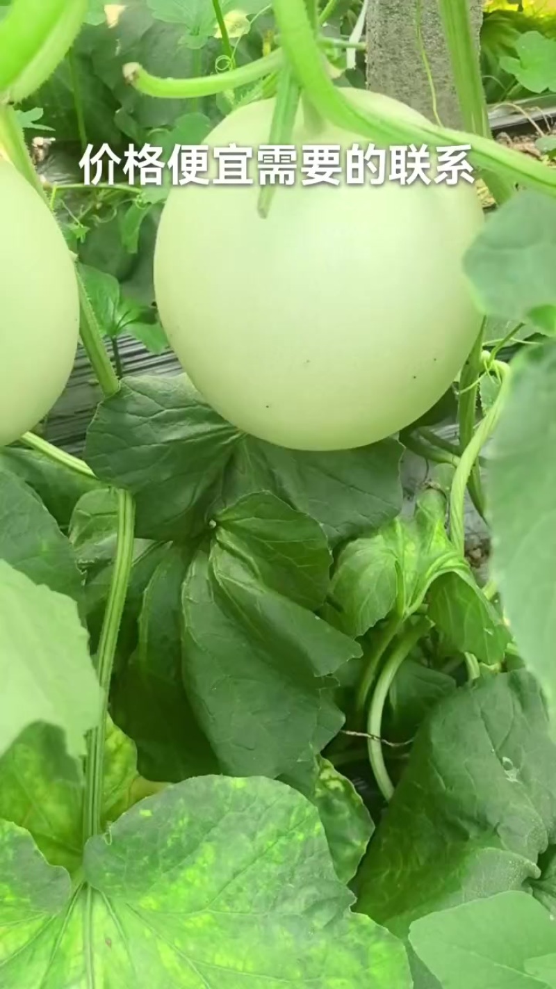 青州产地精品玉菇