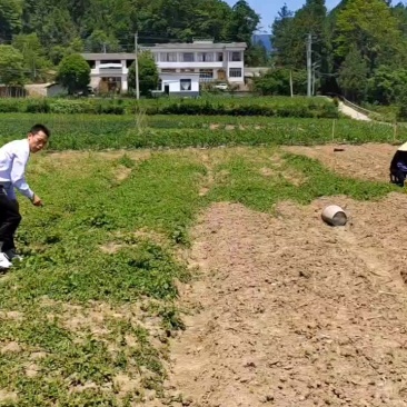 山桐子苗