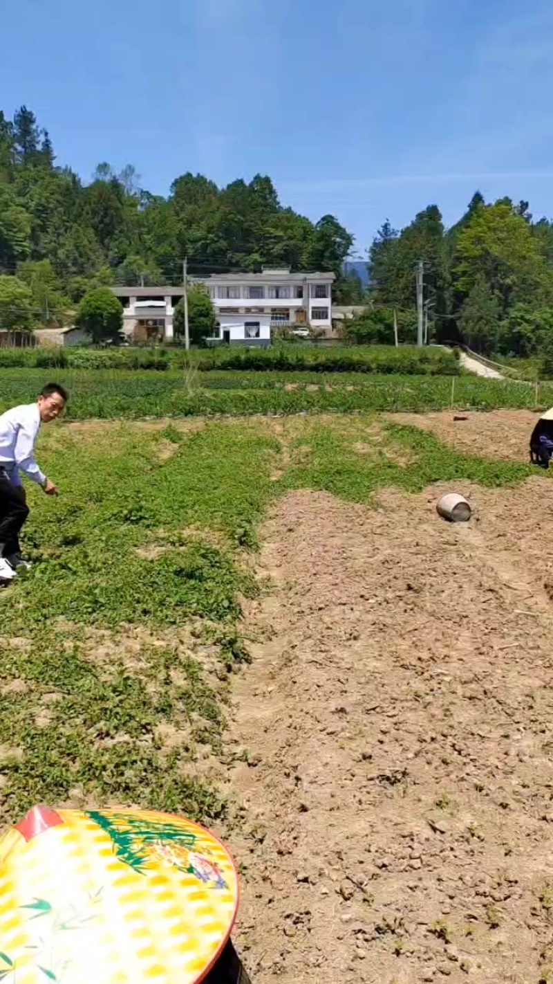 山桐子苗