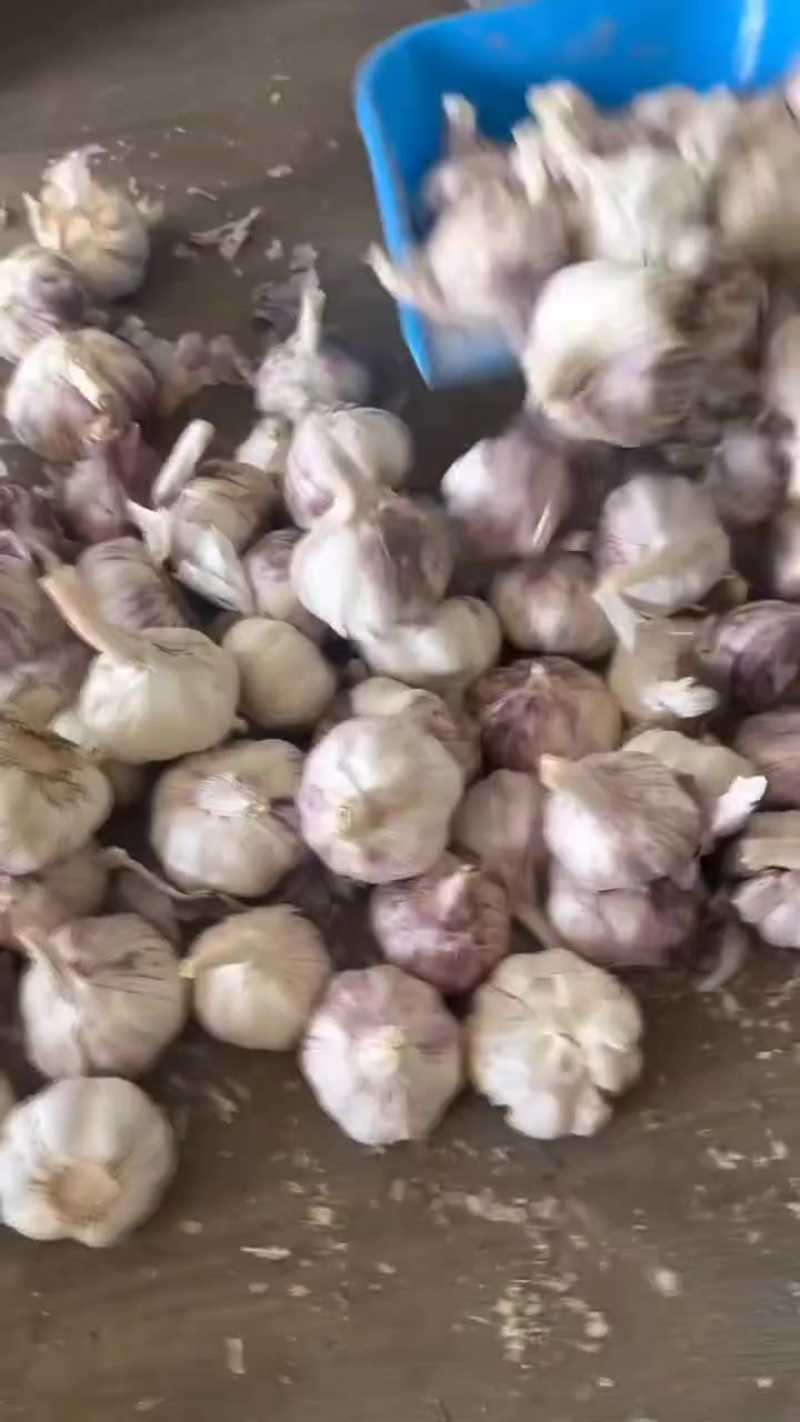山东紫皮大蒜，电商一件代发，社团
