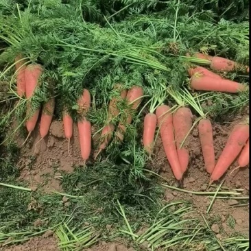 胡萝卜