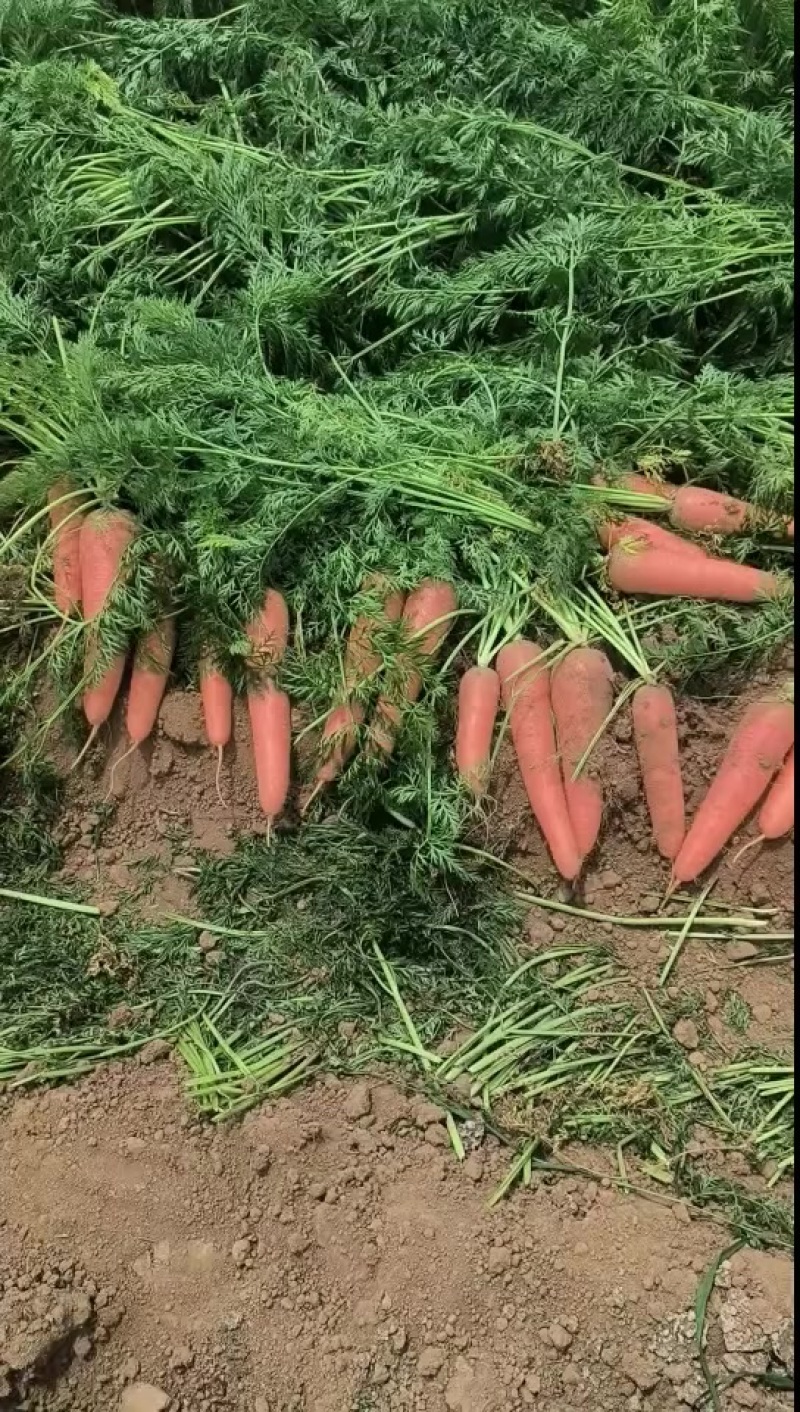 胡萝卜