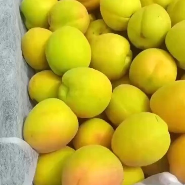 凯特杏