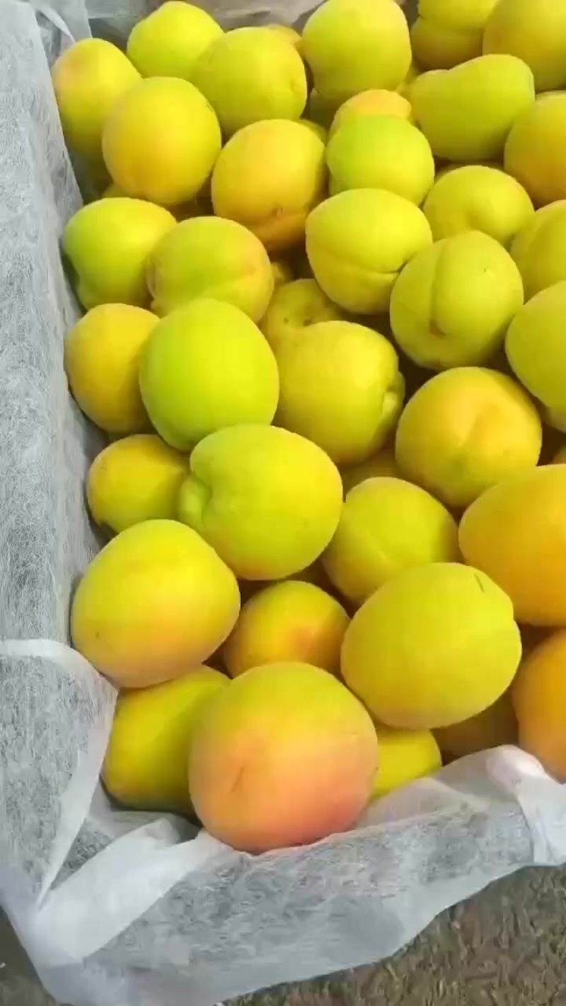 凯特杏