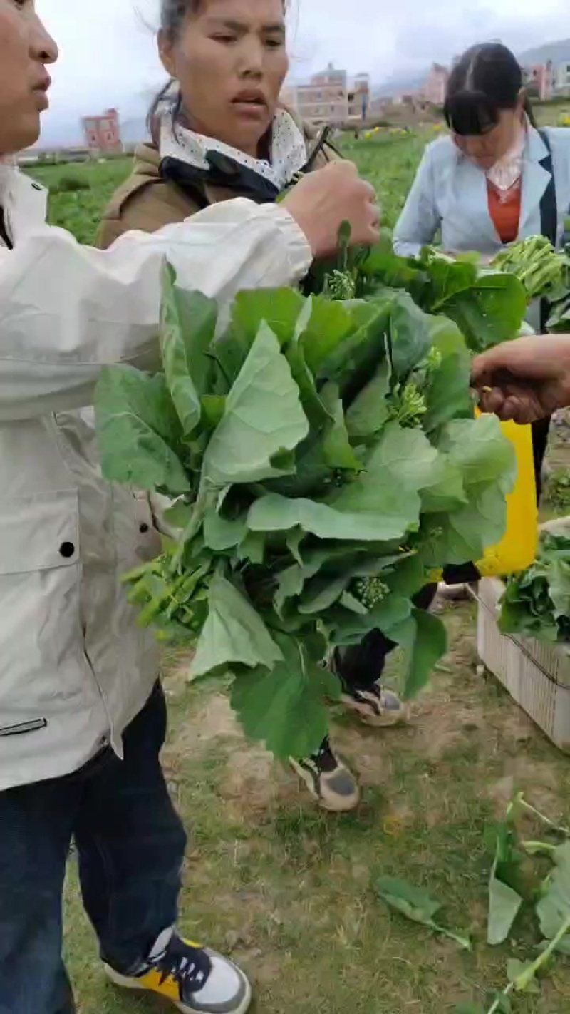 板蓝根青菜
