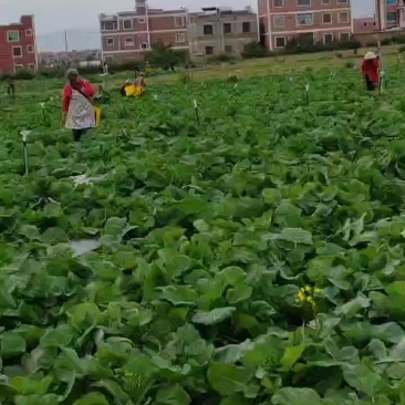 板蓝根青菜