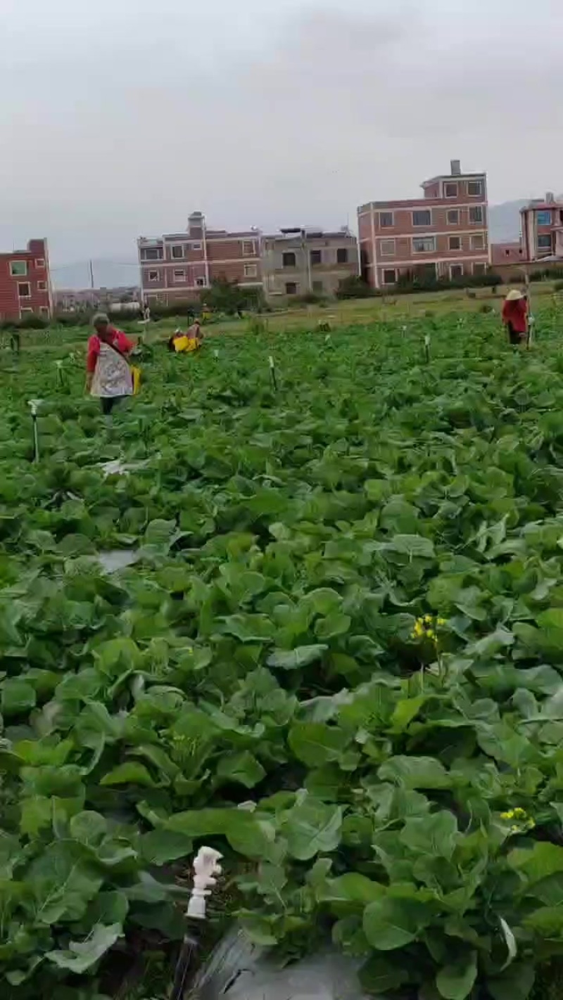 板蓝根青菜