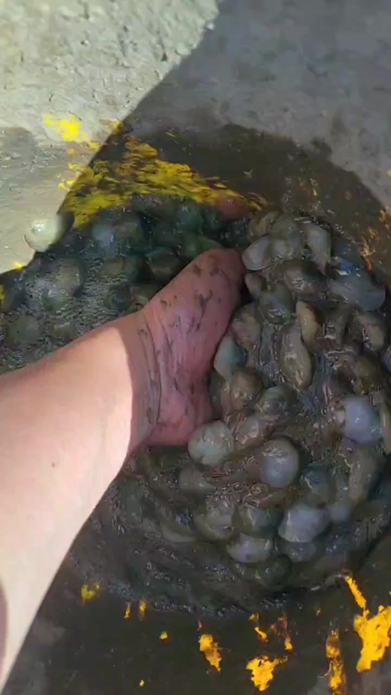 渤海湾泥螺