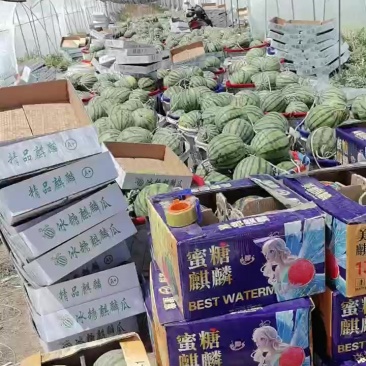 江苏产区，台农无籽美都，1.2/斤，排队走货