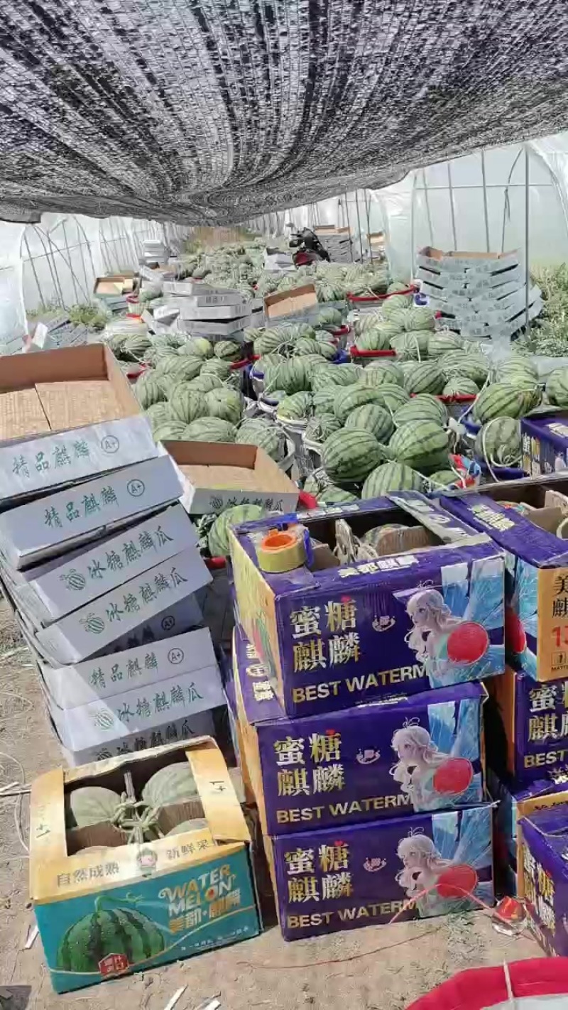 江苏产区，台农无籽美都，1.2/斤，排队走货