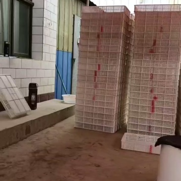 需要锁鲜鲜果的老板联系