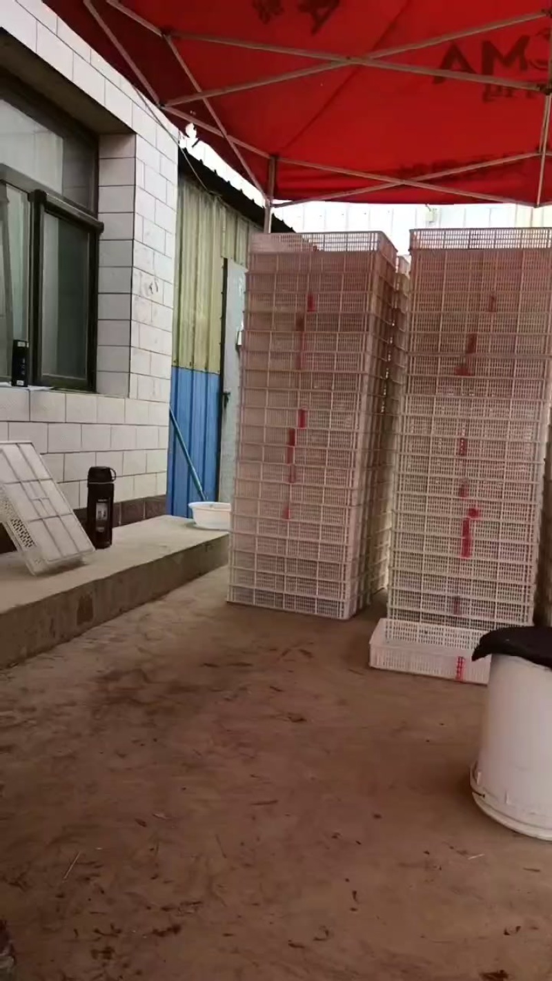 需要锁鲜鲜果的老板联系