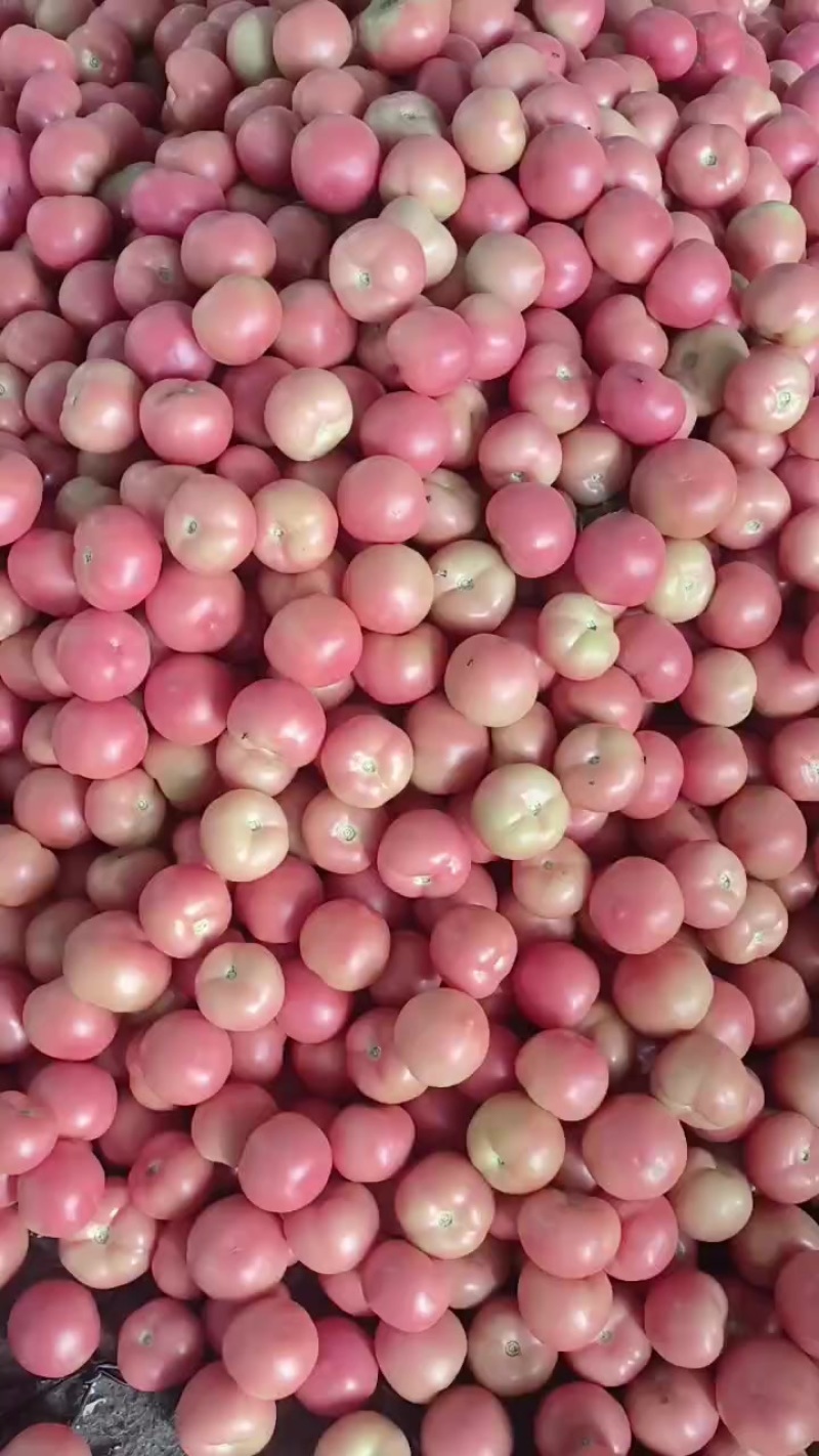 西红柿