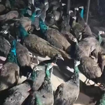 孔雀🦚