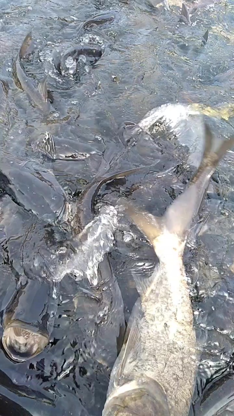 辽宁宽甸水丰湖，网箱养殖鱼，鲢鳙，鲤鱼，斑鳜等淡水鱼，欢迎前