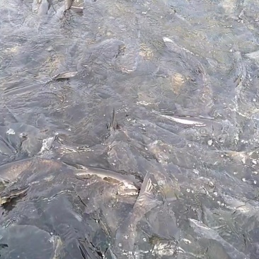 辽宁宽甸水丰湖，网箱养殖鱼，鲢鳙，鲤鱼，斑鳜等淡水鱼，欢迎前
