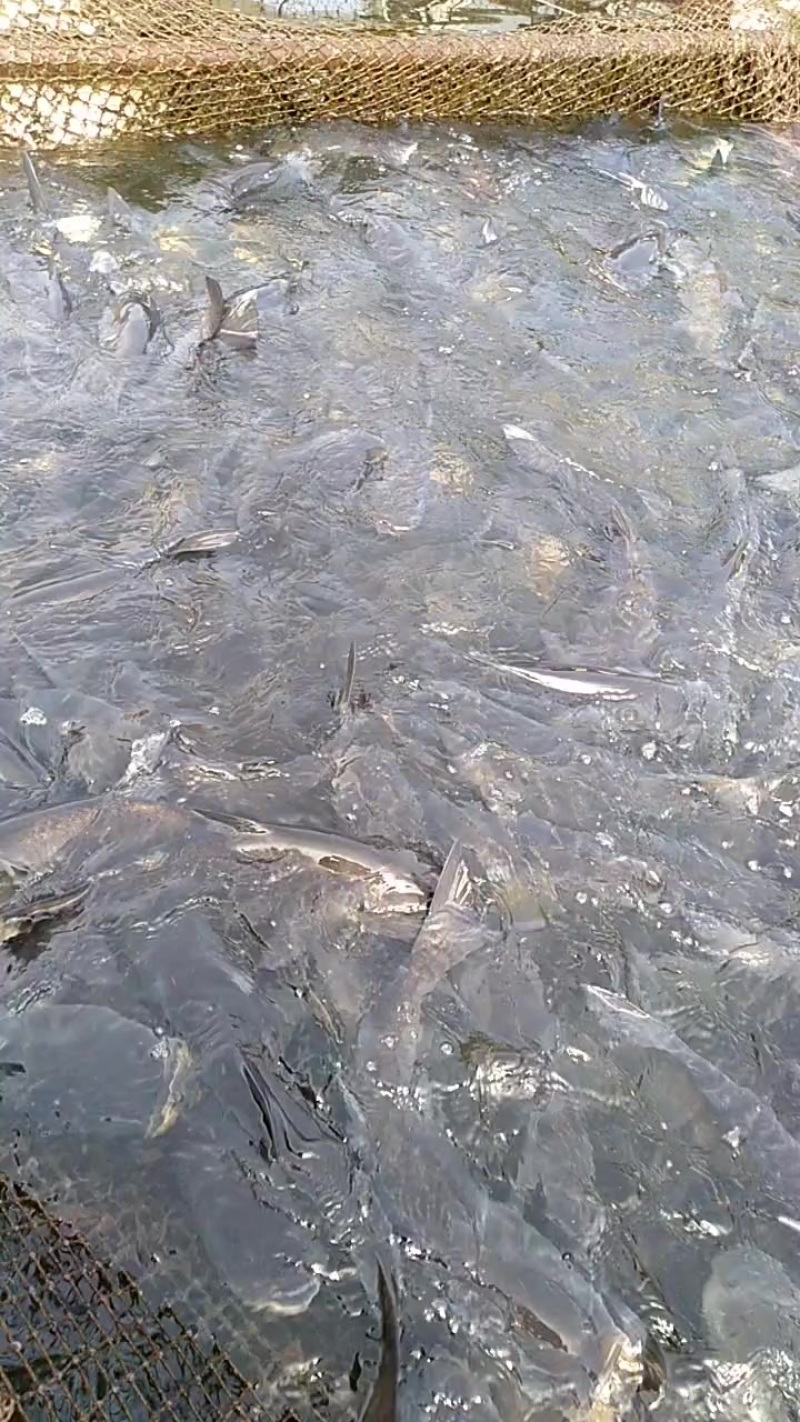 辽宁宽甸水丰湖，网箱养殖鱼，鲢鳙，鲤鱼，斑鳜等淡水鱼，欢迎前