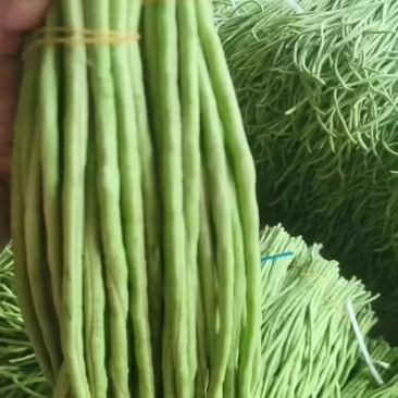 柳州鹿寨大量新苗青豆角上市