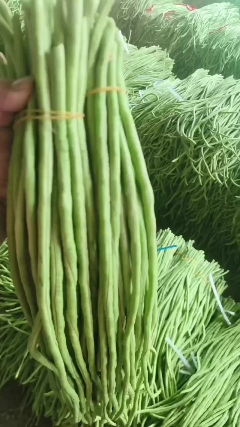 柳州鹿寨大量新苗青豆角上市