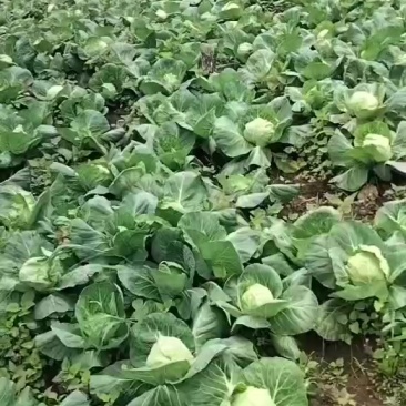 大包山包菜，水果萝卜。