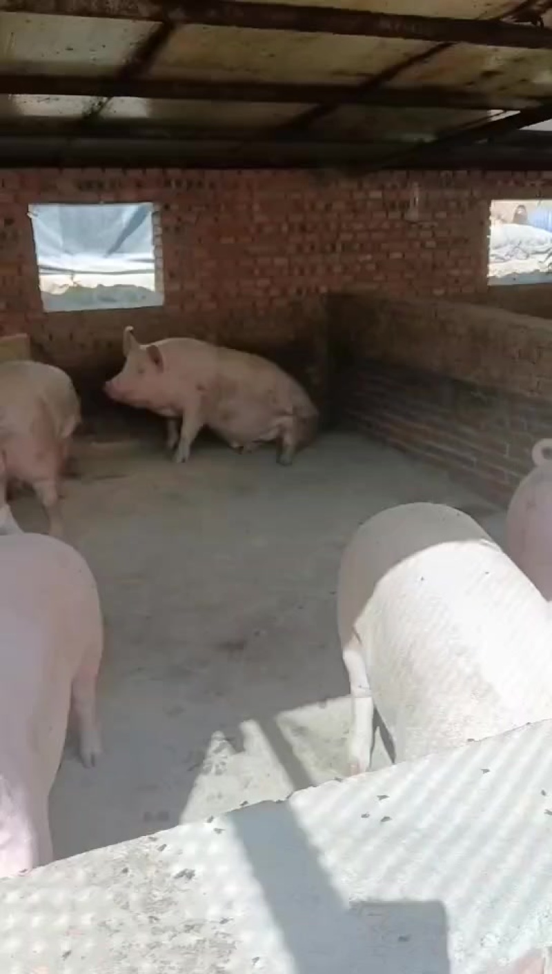 自家土猪，纯粮食猪！