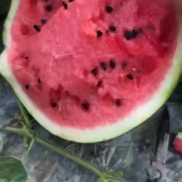 小刚炮。美都。全是小刚炮。价格美丽