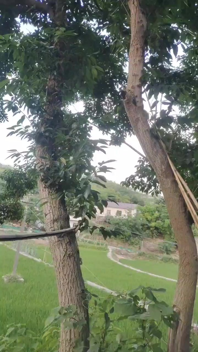 三十多年的杜仲树