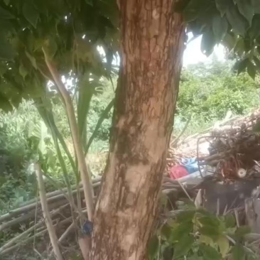花梨树