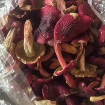 好货红菇