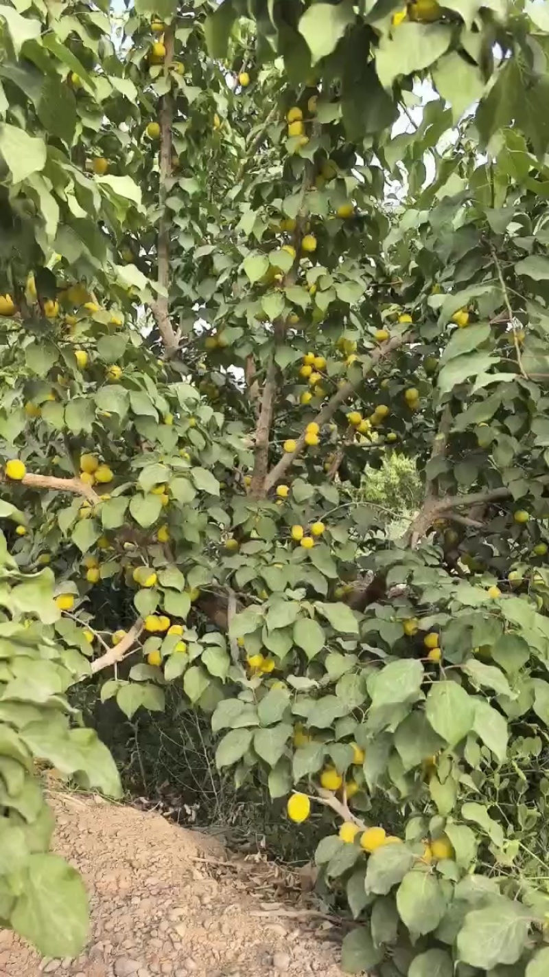 库车小白杏