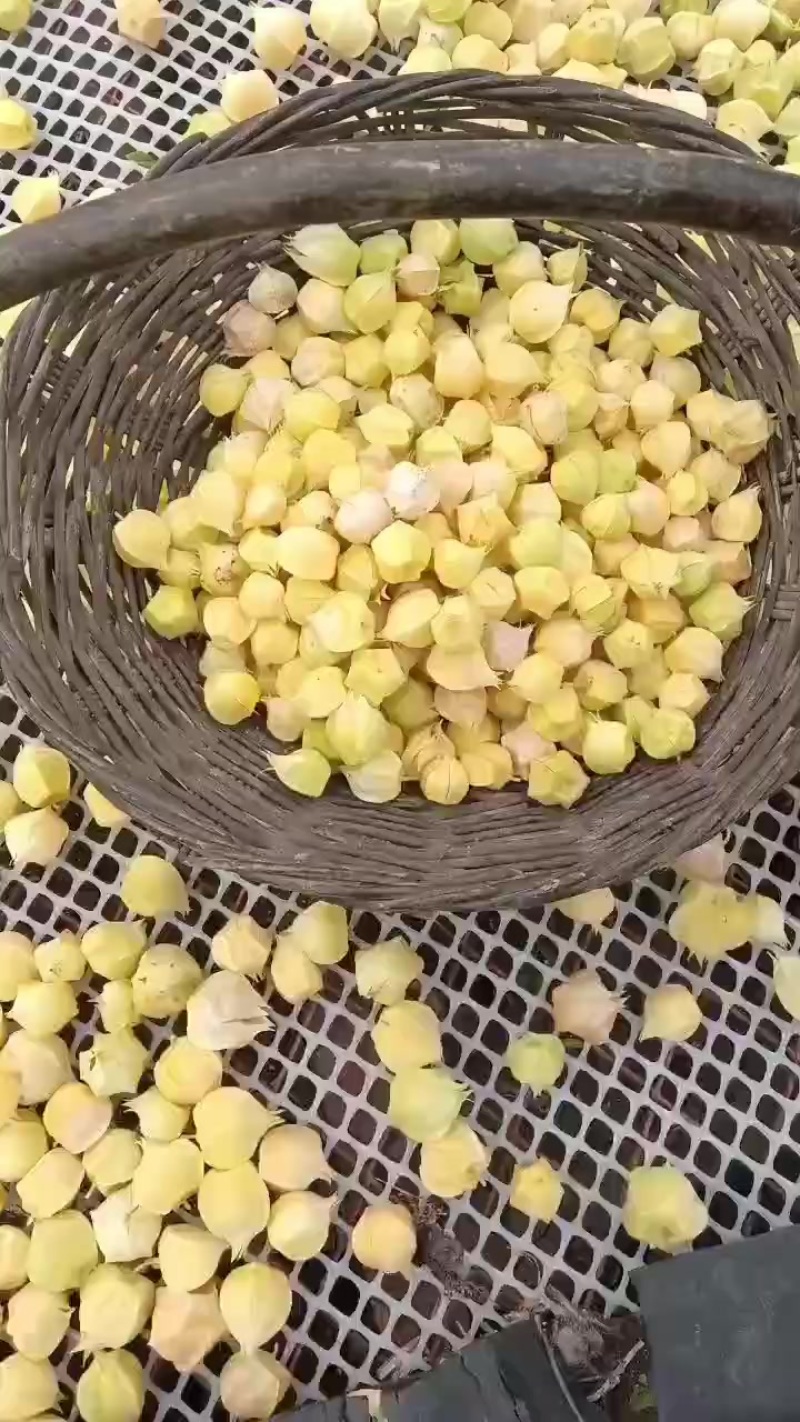 黑龙江绥化姑娘果电商