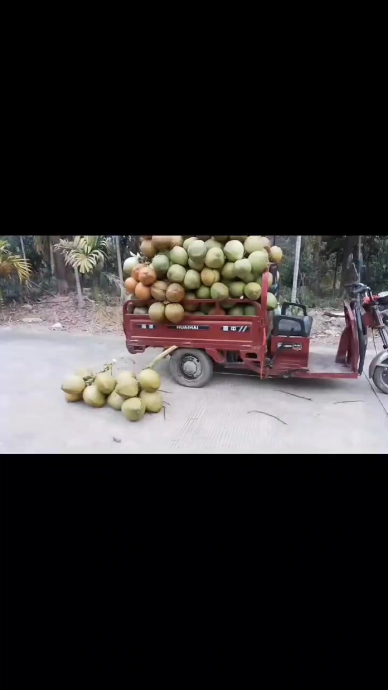 海南椰子***********