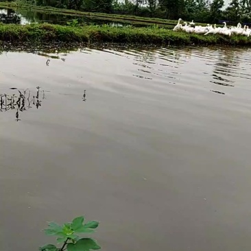 大三花