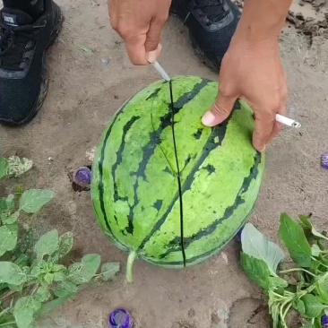 西瓜