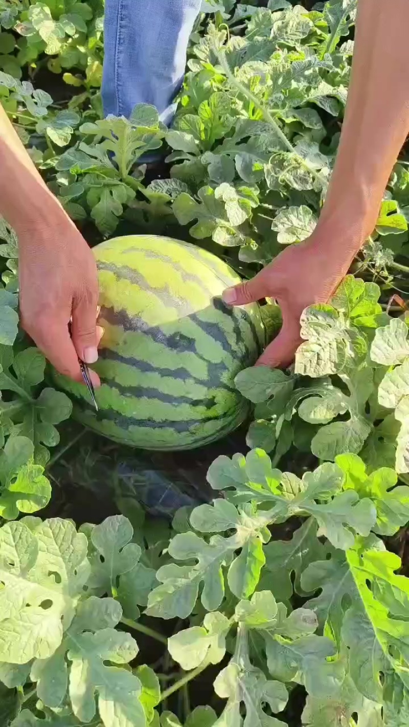西瓜