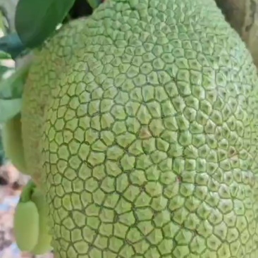榴莲蜜