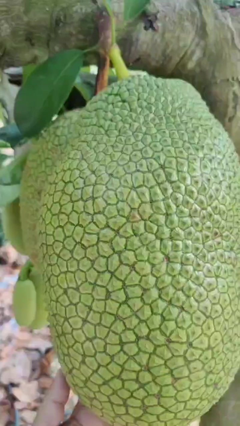 榴莲蜜