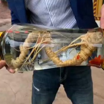 马边县地道三七，新鲜采挖，品质保证