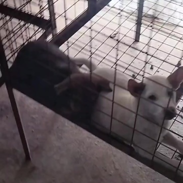 批发小狗苗，需要的联系我