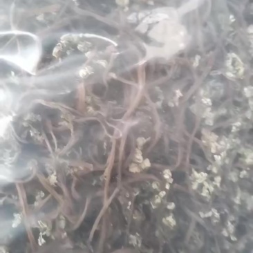 蕨菜干