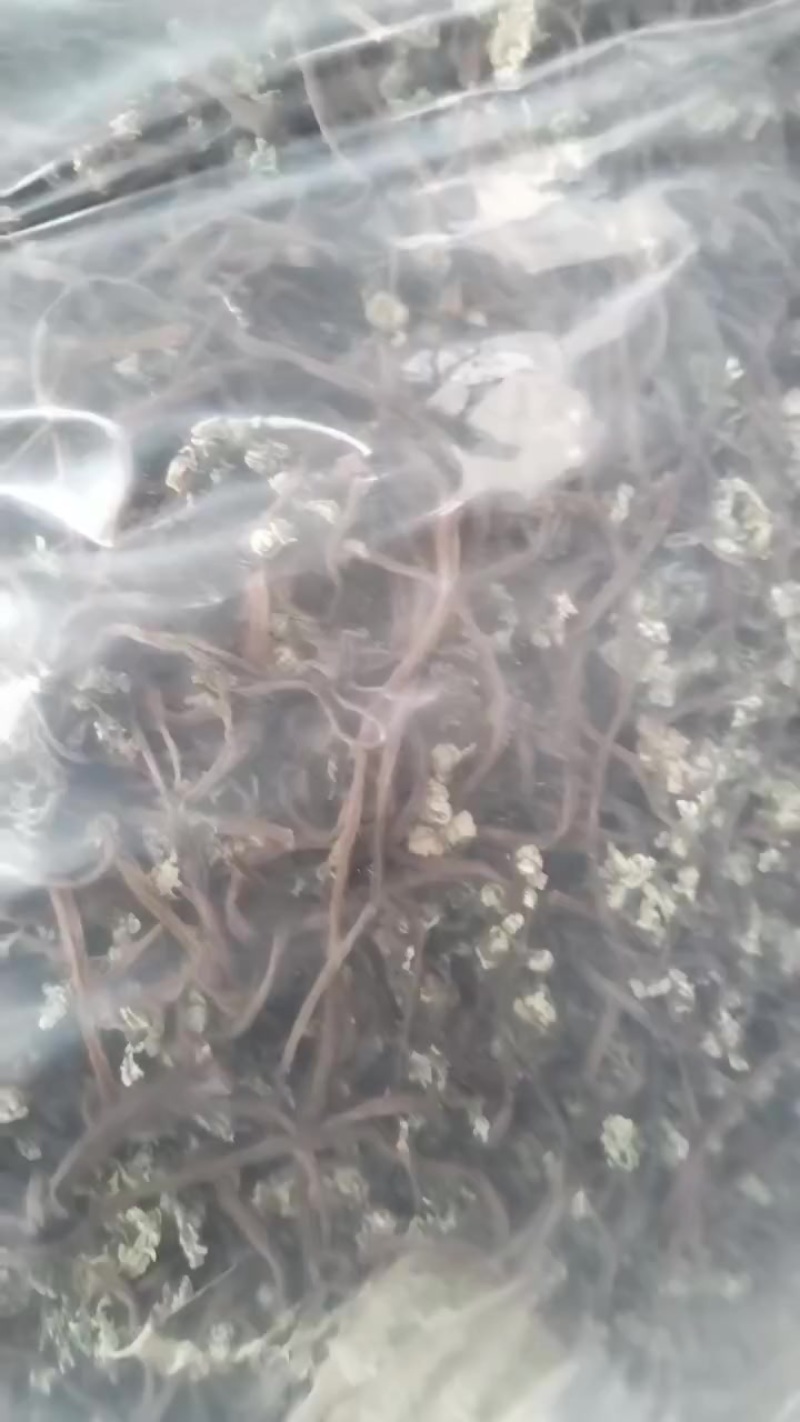 蕨菜干