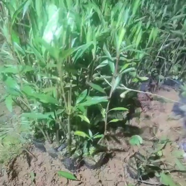 翠芦莉