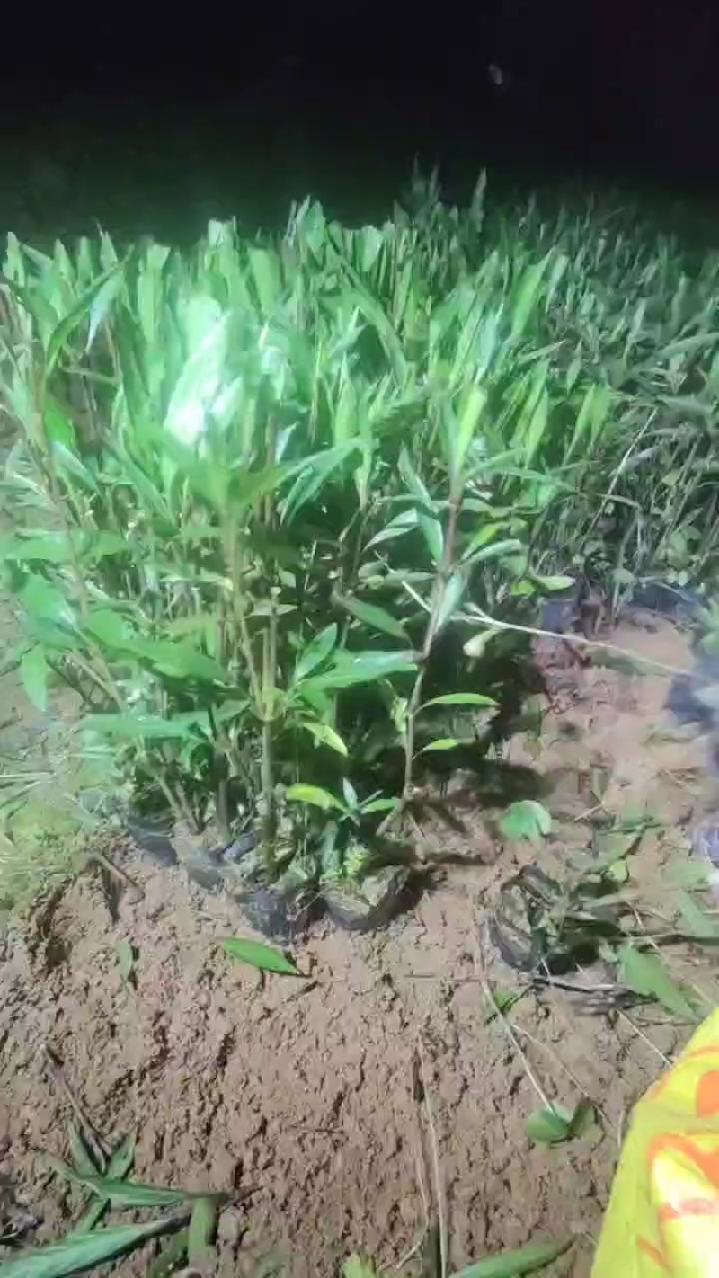 翠芦莉